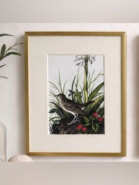 Audubon Tawny Thrush Illustration in Substantial Gold Frame with Cream Mat